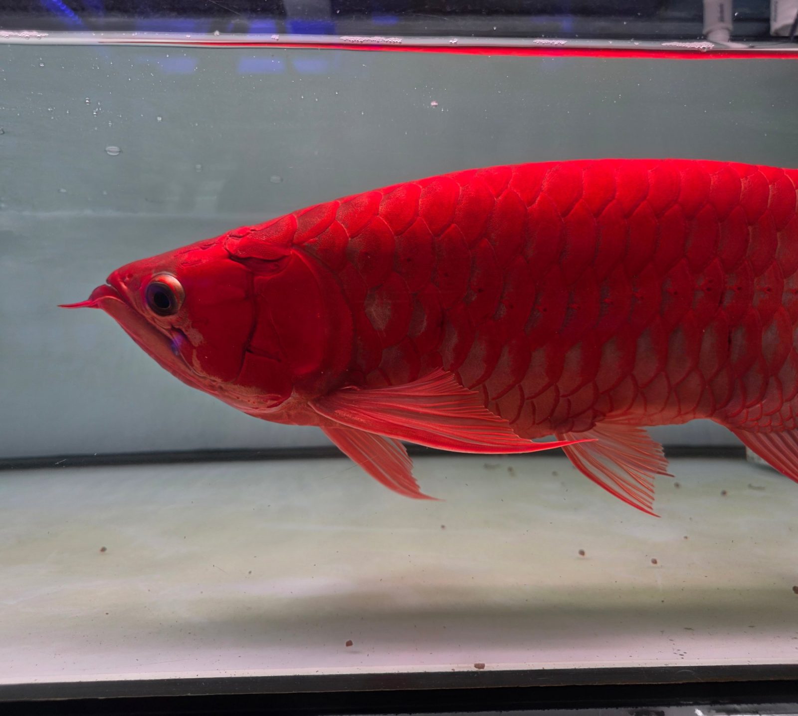 Blood Red