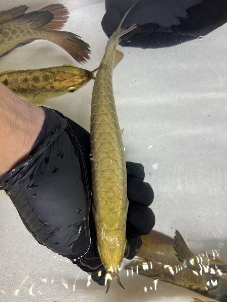 Cross Back Gold Base