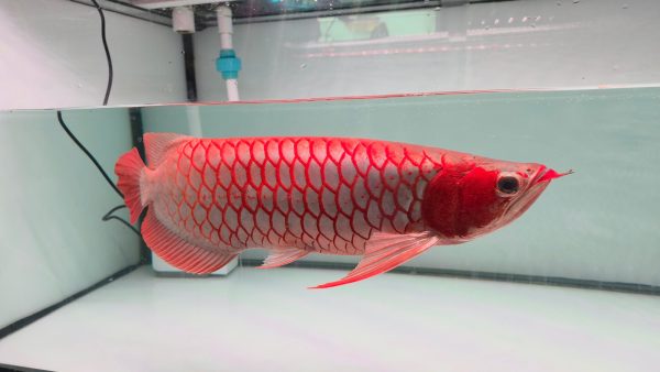 Chili Red Premium