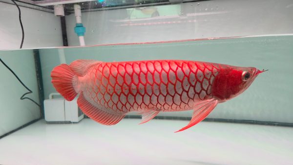Chili Red Premium 2
