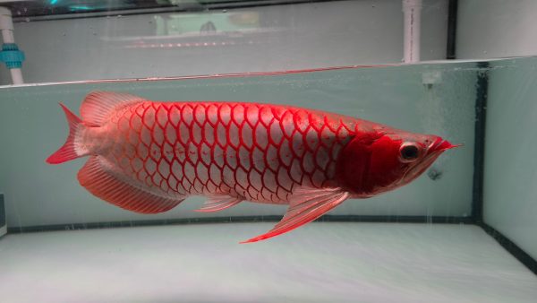 Chili Red Premium 3