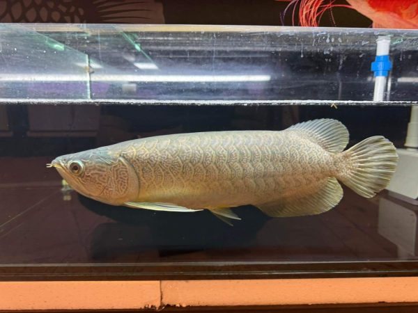 Batik Arowana